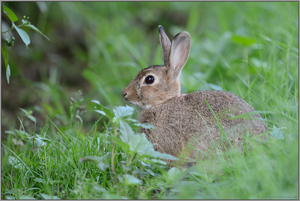 bestens versorgt... Wildkaninchen *Oryctolagus cuniculus*