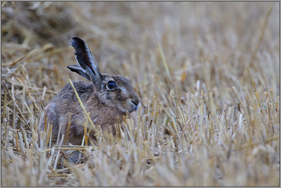 alter Recke... Feldhase *Lepus europaeus*