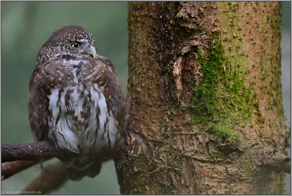 dicht an den Stamm gedrängt... Sperlingskauz *Glaucidium passerinum*