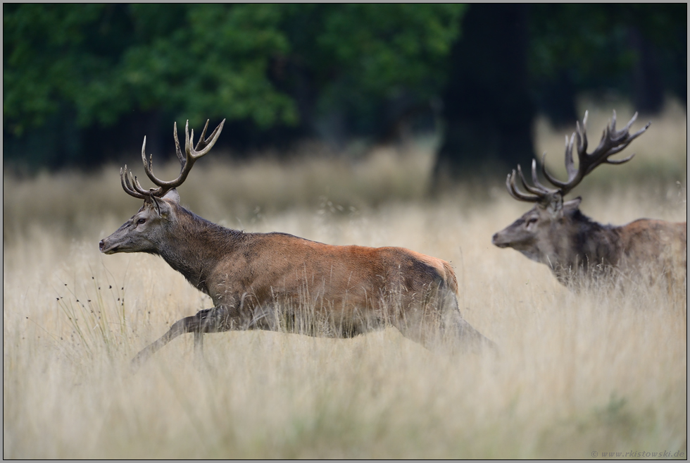 vertrieben... Rothirsch *Cervus elaphus*