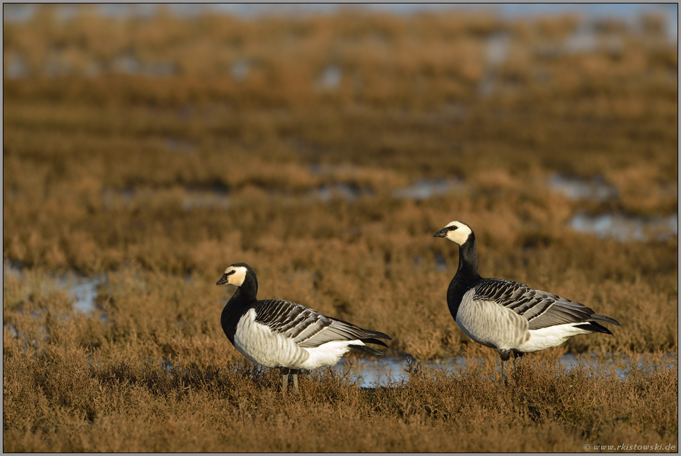 zu zweit... Weisswangengänse *Branta leucopsis*