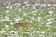 Lebenslust... Feldhase *Lepus europaeus*