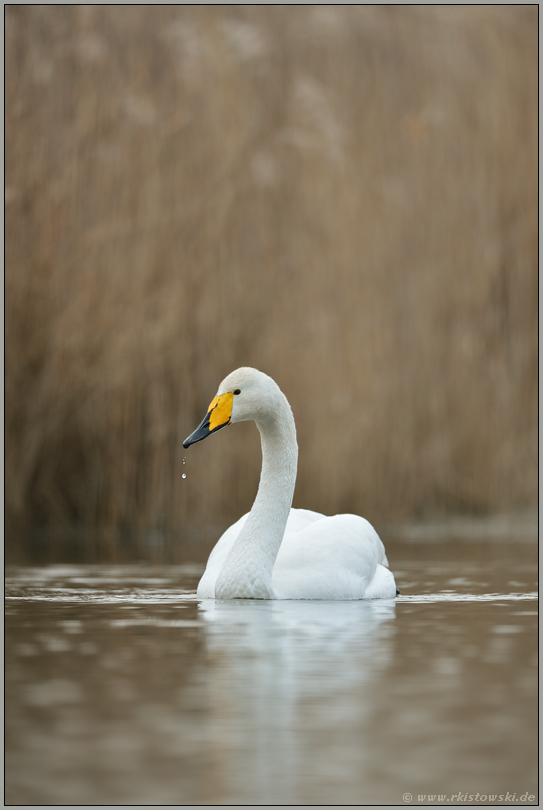 nordischer Gast... Singschwan *Cygnus cygnus*