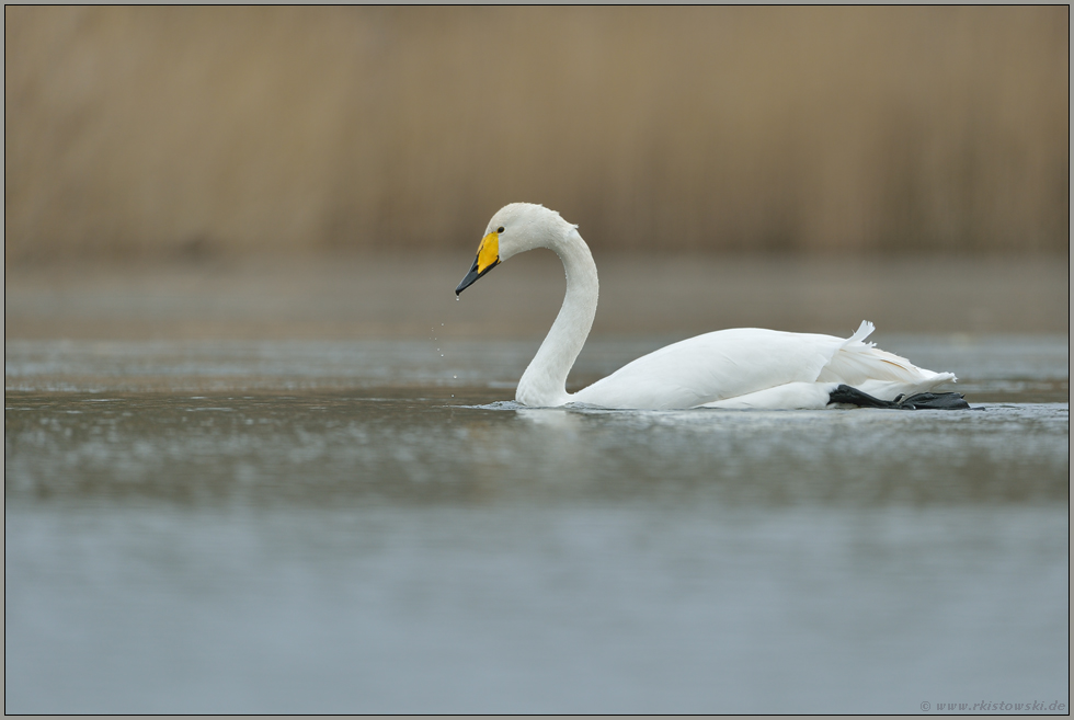 Idyll... Singschwan *Cygnus cygnus*