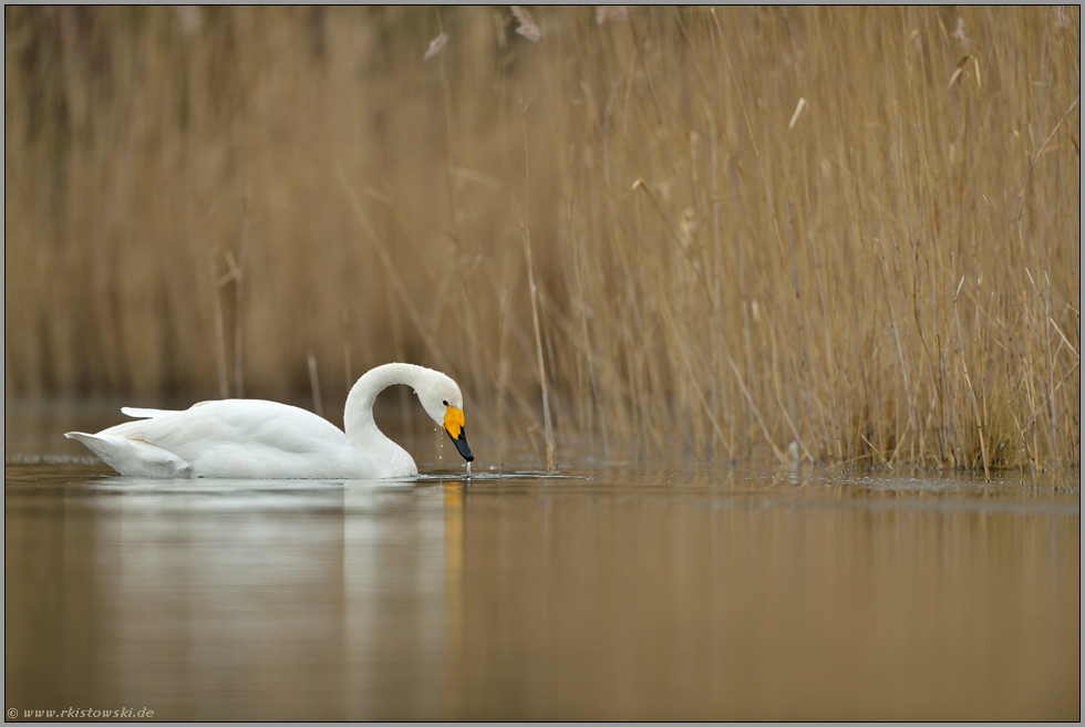 beschäftigt... Singschwan *Cygnus cygnus*