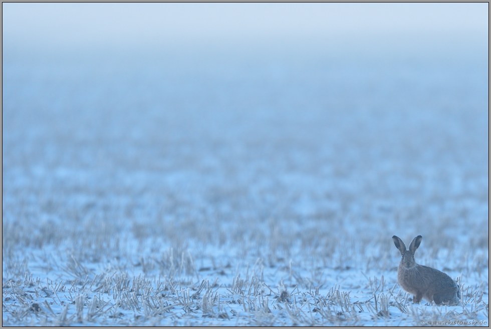 gespitzte Löffel... Feldhase *Lepus europaeus*