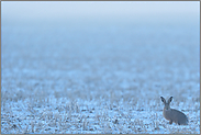 gespitzte Löffel... Feldhase *Lepus europaeus*