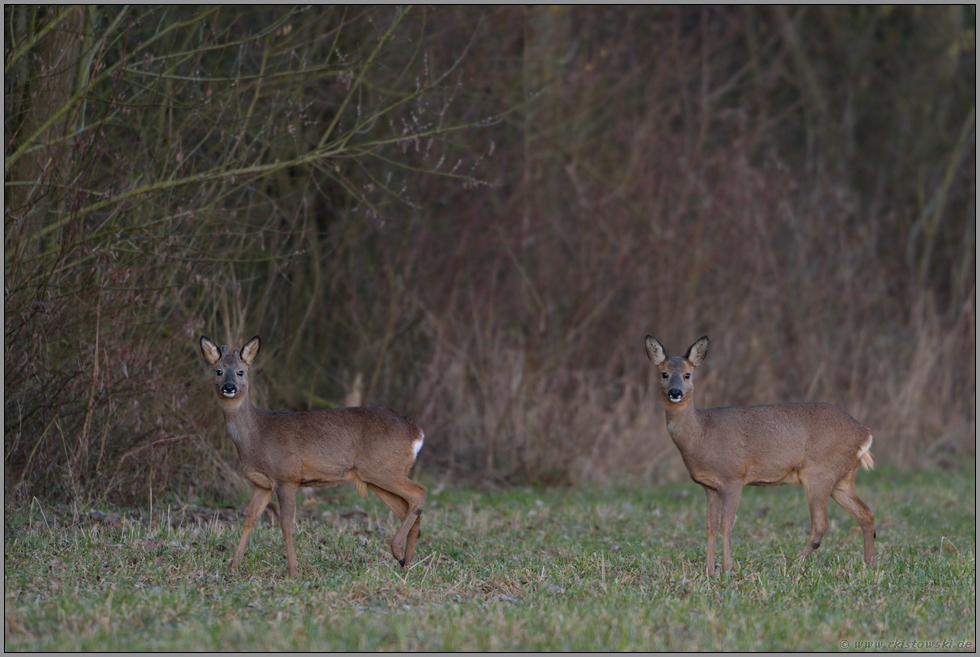 fluchtbereit... Rehwild *Capreolus capreolus*