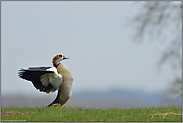 es wird Frühling... Nilgans *Alopochen aegyptiacus*