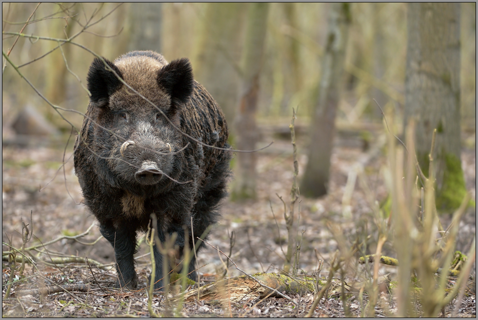 Begegnung im Wald... Wildschwein *Sus scrofa *