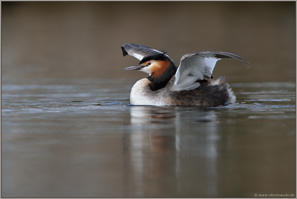 Flügel strecken... Haubentaucher *Podiceps cristatus*