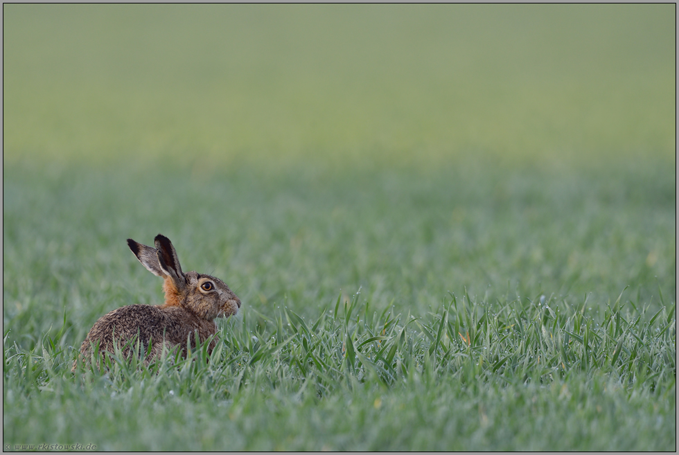 mitten im Feld... Feldhase *Lepus europaeus*