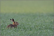 mitten im Feld... Feldhase *Lepus europaeus*