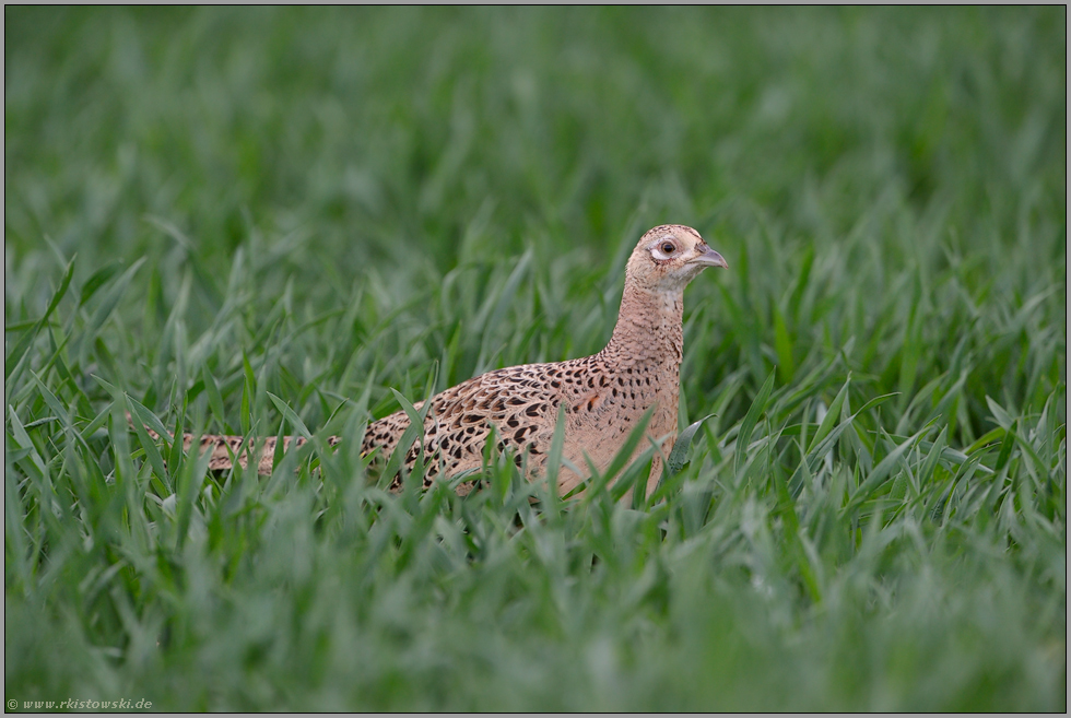 die Henne... Jagdfasan *Phasianus colchicus*