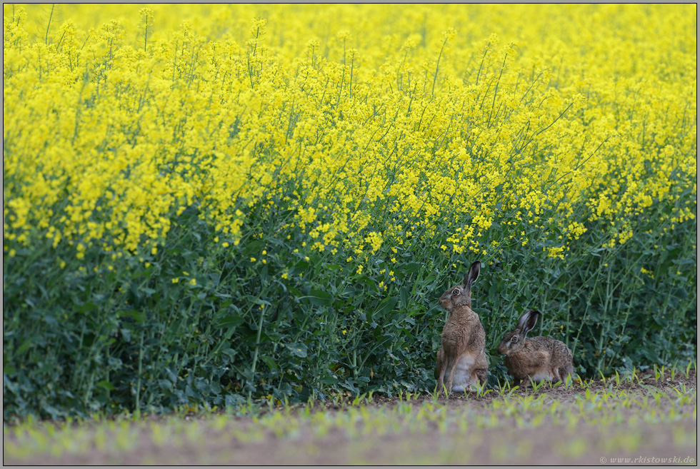 am Rand des Rapsfeldes... Feldhasen *Lepus europaeus*