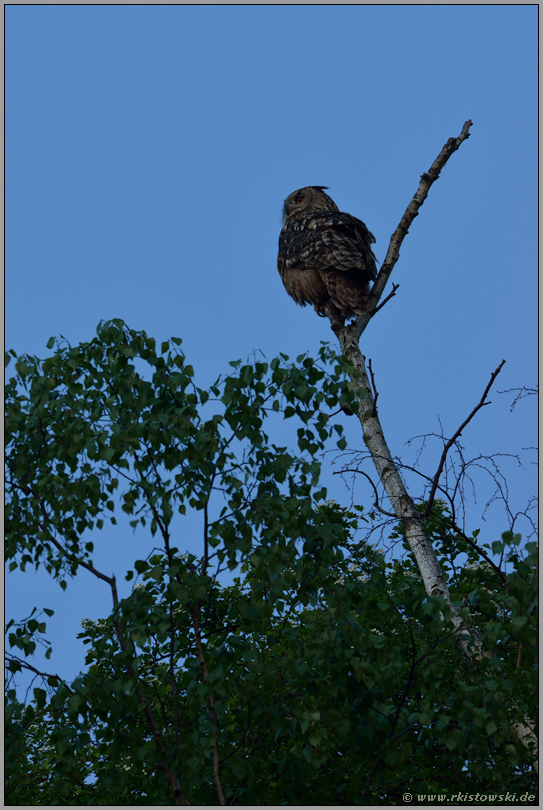 hoch oben... Europäischer Uhu *Bubo bubo*