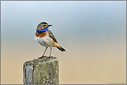 immer auf der Hut... Blaukehlchen *Luscinia svecica*