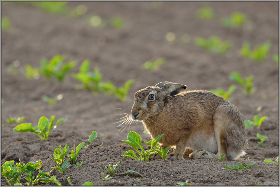 beim Abendbrot... Feldhase *Lepus europaeus*