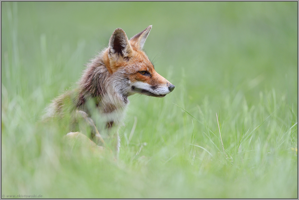 Quälgeister... Rotfuchs *Vulpes vulpes*