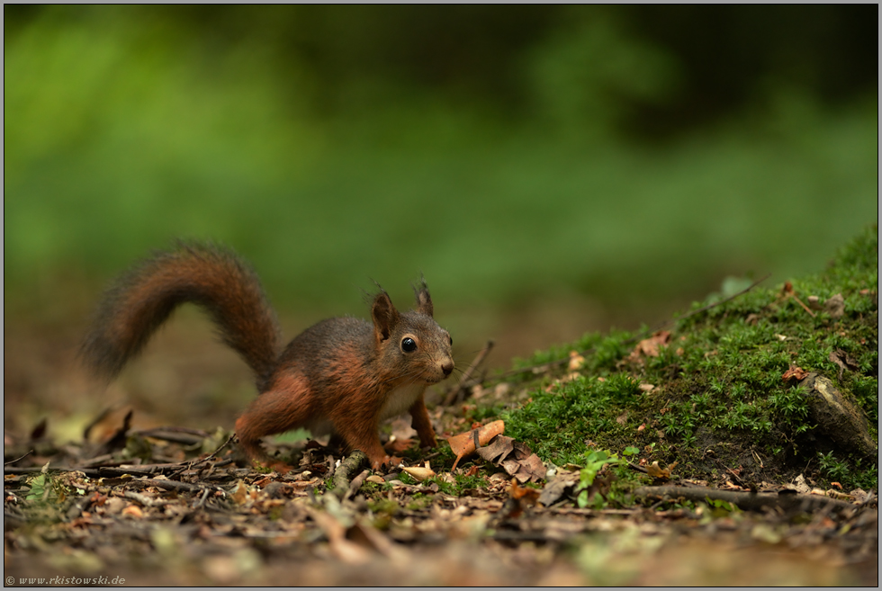 ganz schön flink... Europäisches Eichhörnchen *Sciurus vulgaris*, Jungtier