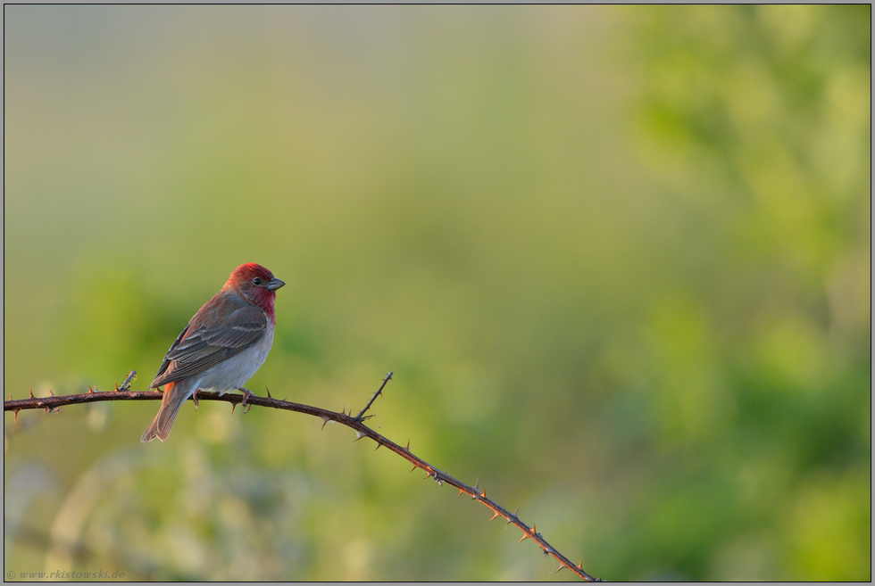 Brombeerranken... Karmingimpel *Carpodacus erythrinus *