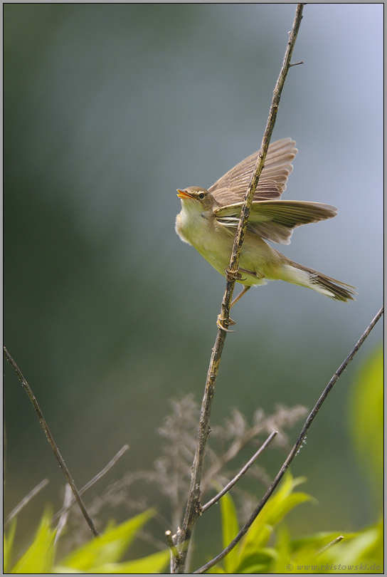 unscheinbar... Sumpfrohrsänger *Acrocephalus palustris*