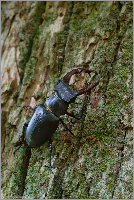 am Stamm... Hirschkäfer *Lucanus cervus*