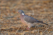 nach der Ernte... Ringeltaube *Columba_palumbus*