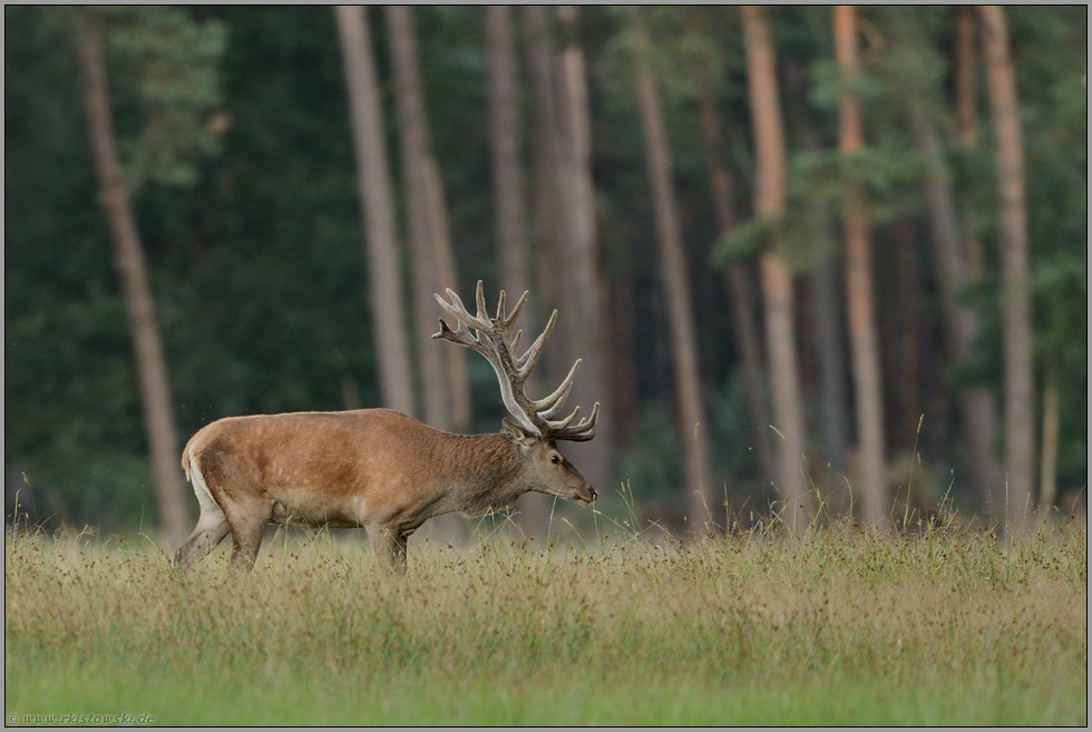 im Bast... Rothirsch *Cervus elaphus*