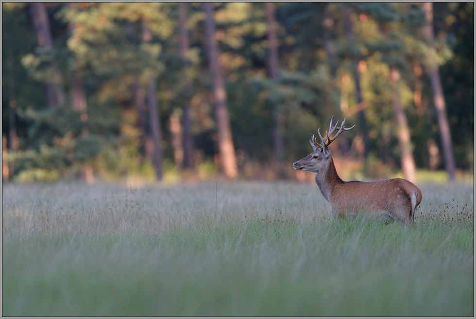 allein unterwegs... Rothirsch *Cervus elaphus*