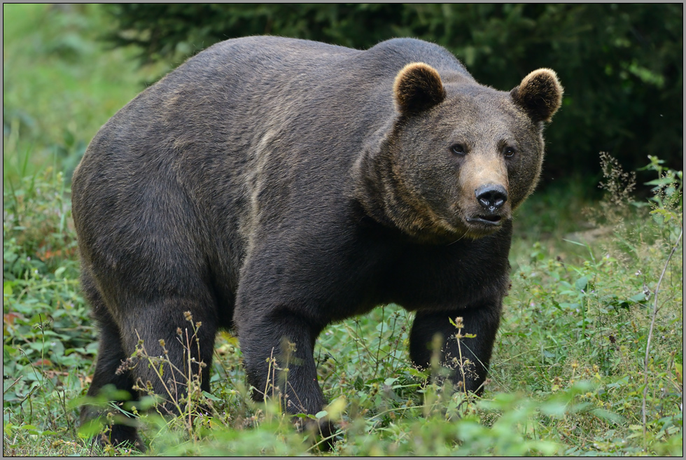 ganz schön groß... Europäischer Braunbär *Ursus arctos*