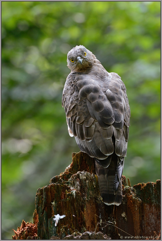 scharfe Augen... Wespenbussard *Pernis apivorus*