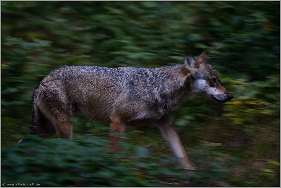 meilenweit... Grauer Wolf *Canis lupus*