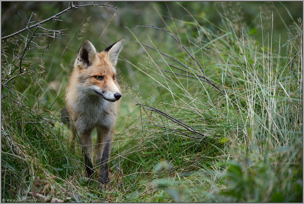 Jungfuchs unterwegs... Rotfuchs *Vulpes vulpes*