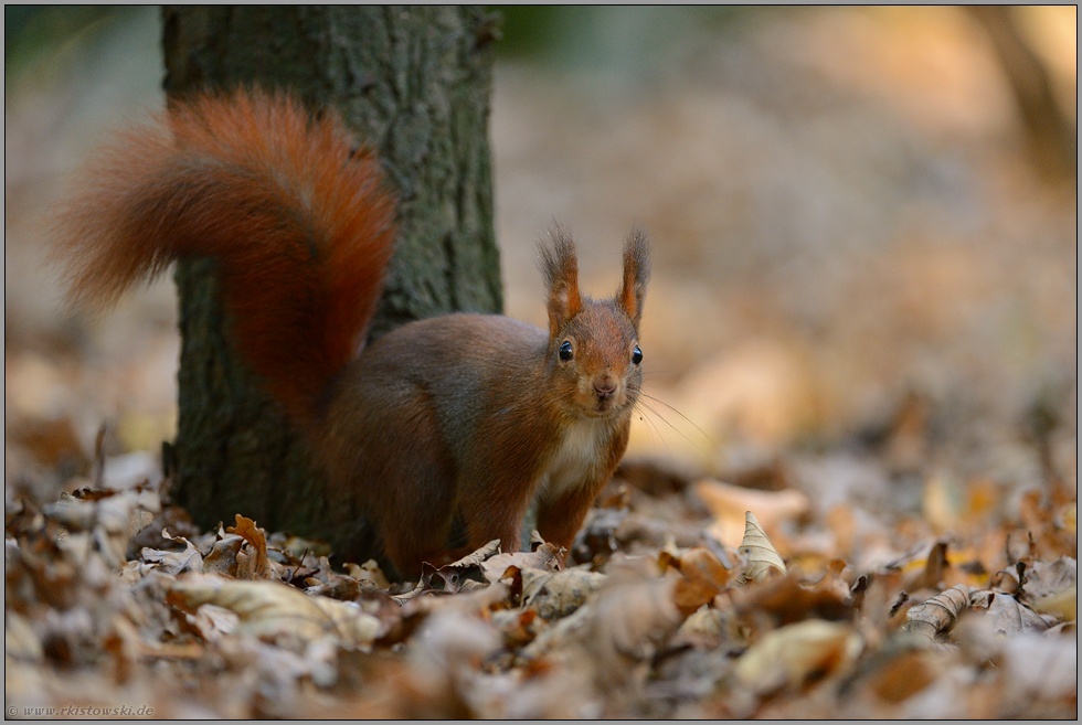 fluchtbereit... Europäisches Eichhoernchen *Sciurus vulgaris*