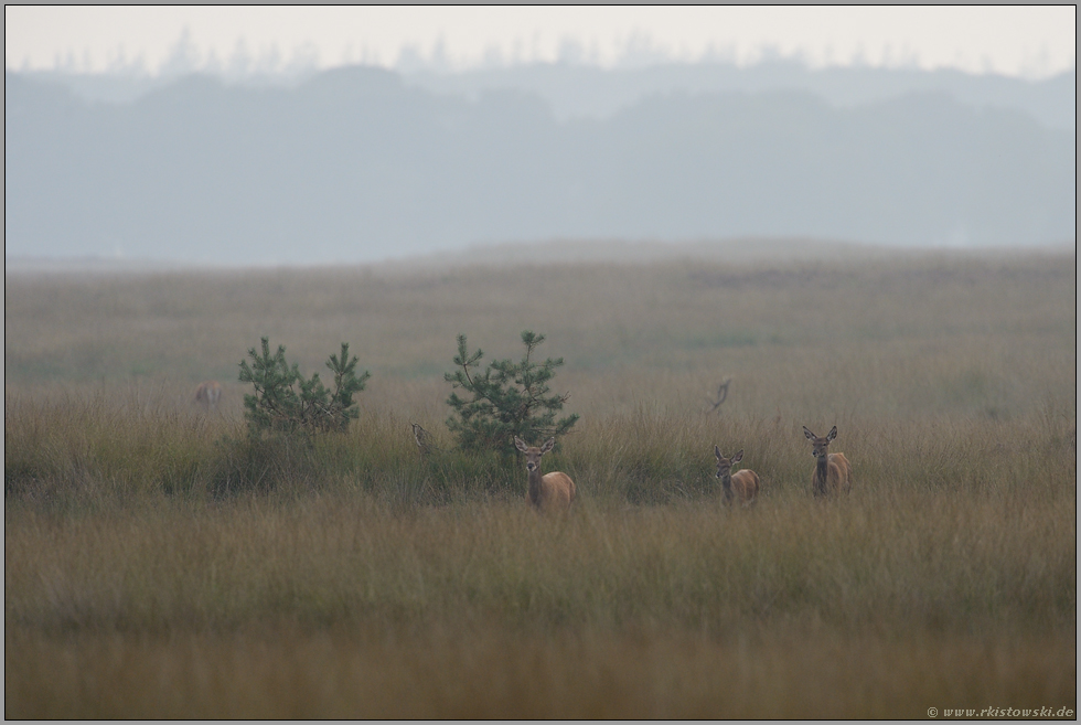 fünf Stücke Rotwild... Rotwild *Cervus elaphus*