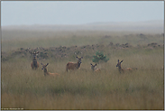 Youngsters... Rotwild *Cervus elaphus*