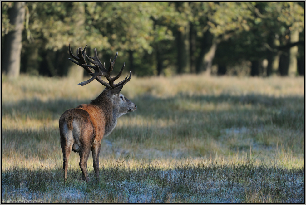 Licht und Schatten... Rothirsch *Cervus elaphus*