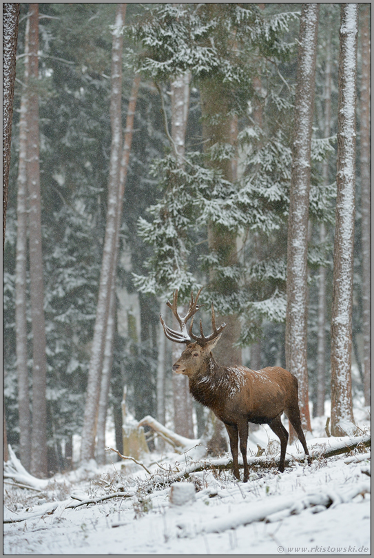 leise rieselt der Schnee... Rothirsch *Cervus elaphus*