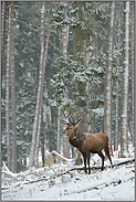 leise rieselt der Schnee... Rothirsch *Cervus elaphus*