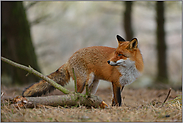 auf der Hut... Rotfuchs *Vulpes vulpes*