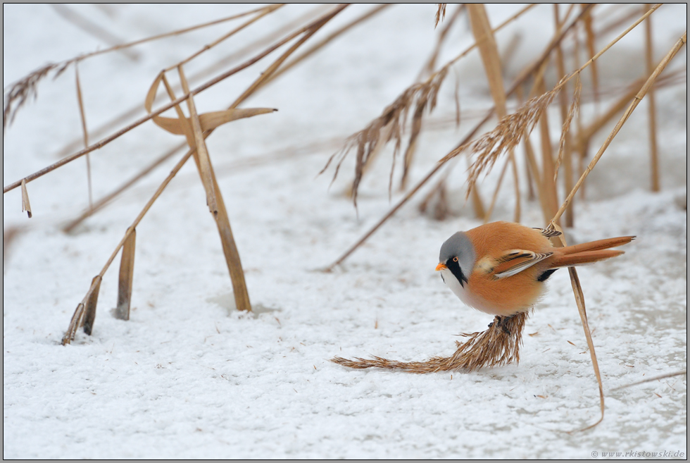 nicht nur ganz oben... Bartmeise *Panurus biarmicus*