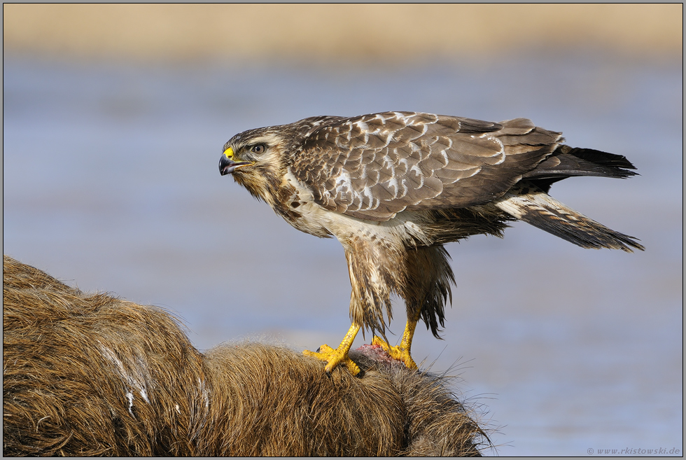 hochbeinig... Mäusebussard *Buteo buteo*