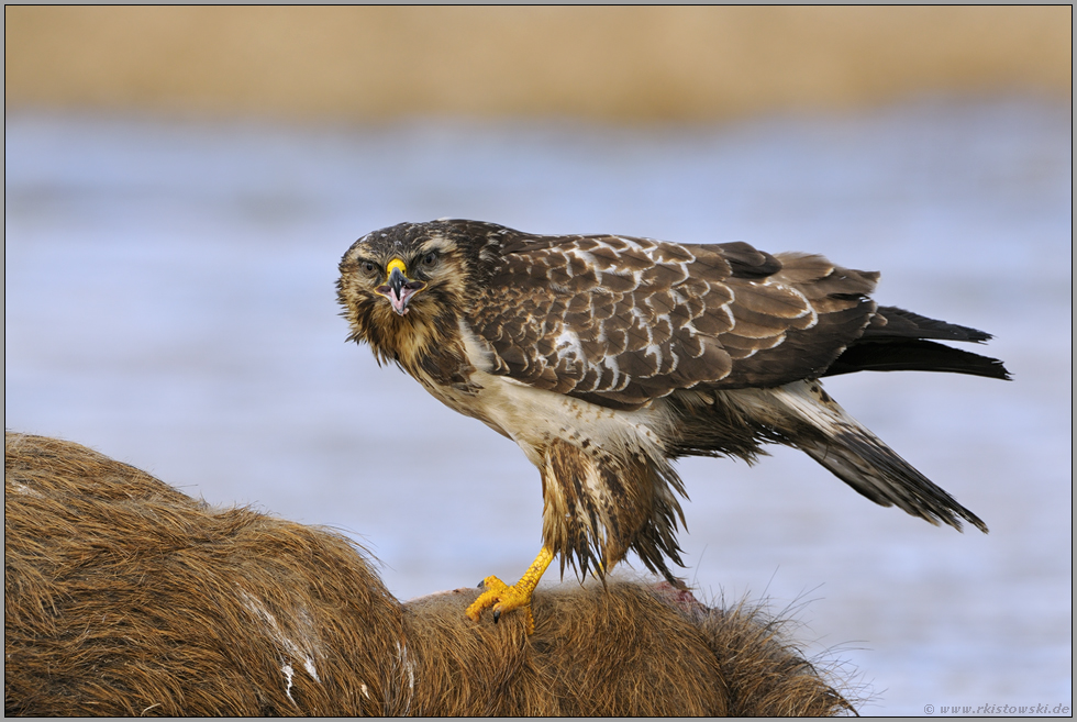 der Blick... Mäusebussard *Buteo buteo*