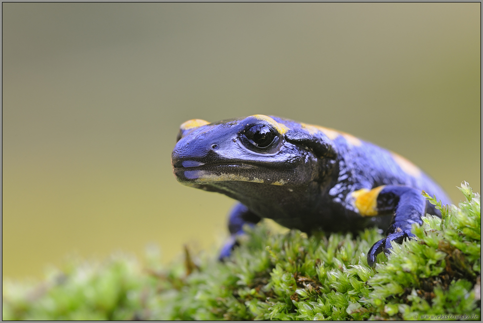 ein Waldtier... Feuersalamander *Salamandra salamandra*