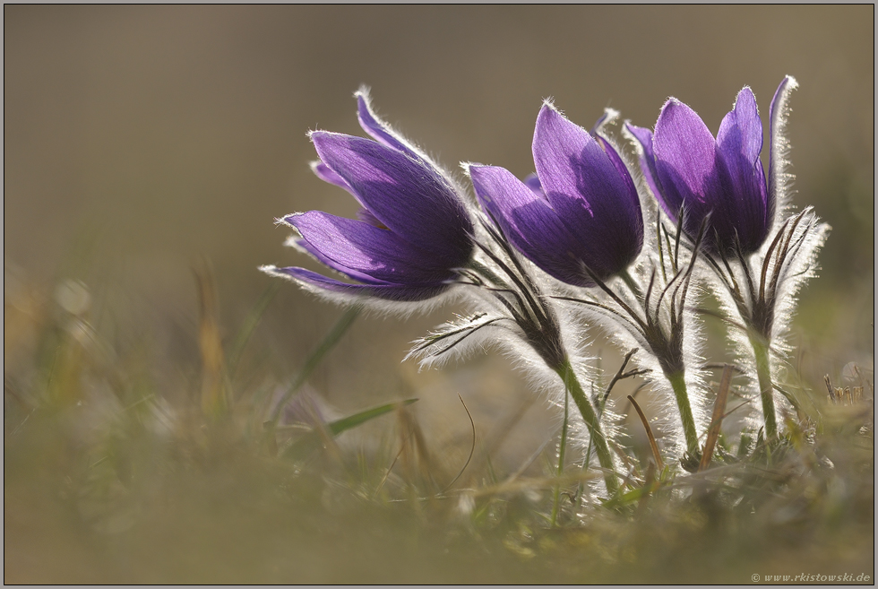 Dreiergruppe... Küchenschellen *Pulsatilla vulgaris*