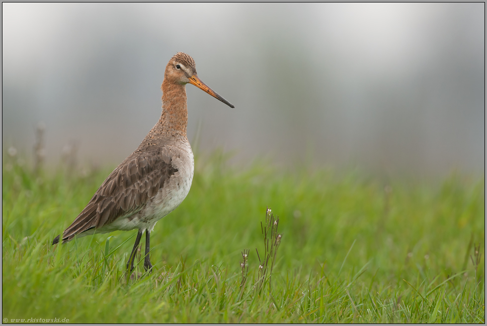 langbeinig... Uferschnepfe *Limosa limosa*