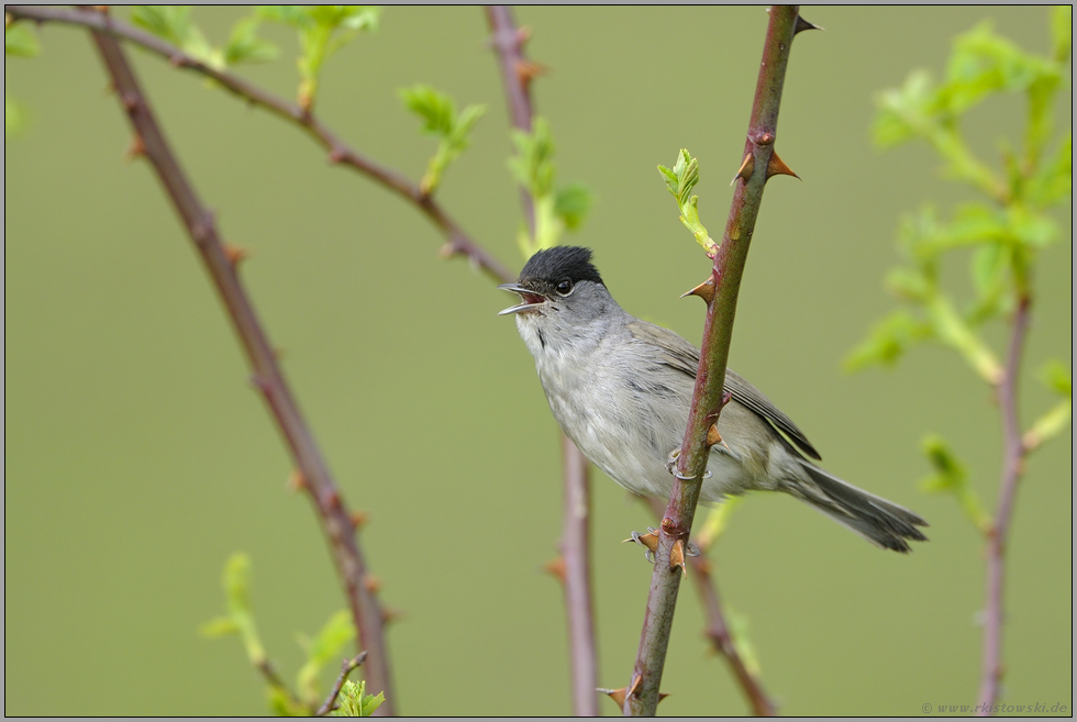 singend... Mönchsgrasmücke *Sylvia atricapilla*