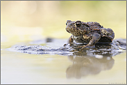 'raus aus dem Gewässer... Erdkröte *Bufo bufo*