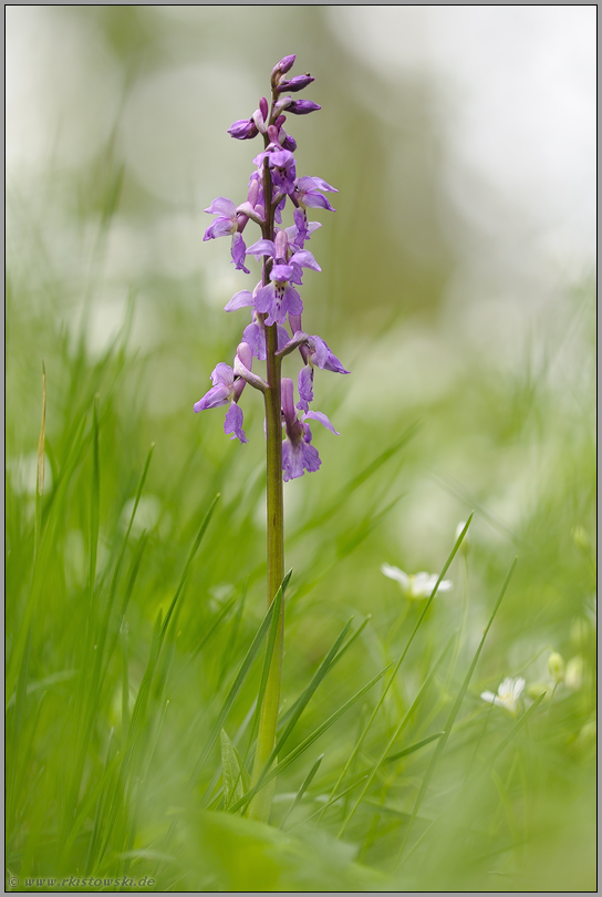 mitten im Wald... Mannsknabenkraut *Orchis mascula*